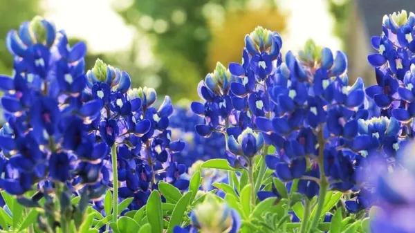 Texas Bluebonnet Wildflower Seeds For Planting-100+ Seeds-Vibrant Blue Wildf Usa - £13.65 GBP
