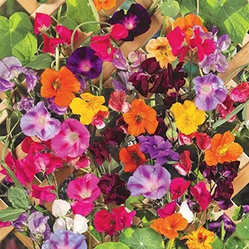 200 Climbing Vine Seeds Mix Morning Glory Nasturtium Black Eyed Susan Sweat Pea  - $19.96