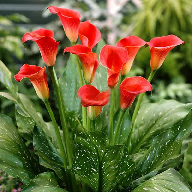 Calla Lily - Zantedeschia aethiopica Flower, 100 SEEDS D - $12.35