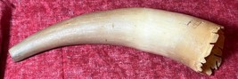 Old Cow or bull Horn Powder Horn As Found for Restoration Repair - £39.67 GBP