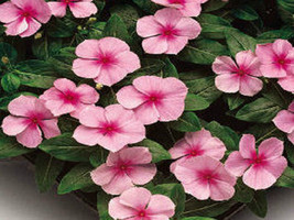KKG 50 Vinca Seeds Sunsplash Light Pink Seeds Fresh Garden - $9.89