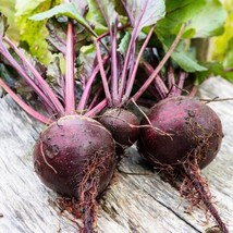 Fresh New Lutz Green Leaf Beet 50 Seeds Beta Vulgaris Subsp Vulgaris USA Seller - $9.00