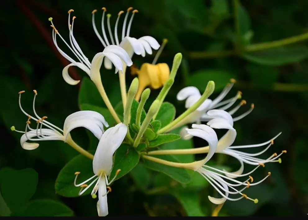 White Honeysuckle Vine 1-3 Foot LIVE plant Bare Root All Natural Hardy U... - £20.11 GBP