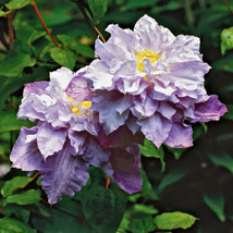 Veronica&#39;s Choice Clematis 20 seeds - £7.99 GBP