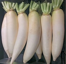 Seeds 600 Daikon Radish Seeds Heirloom Non Gmo Usaseller! Grow Easy - £6.75 GBP