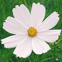 Purity Cosmos 200 Seeds Non Gmo Fast Shipping - £7.06 GBP
