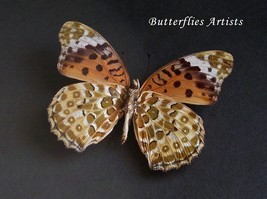 Argyreus Hyperbius Indian Fritillary Real Butterfly Taxidermy Framed Sha... - $978.00 MXN
