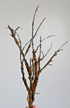 BUY 2 GET 1 FREE 7+ Miniature Tree sagebrush Railroad ho Scale Wargaming - $12.99+