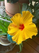 VP 20 Yellow Hibiscus Seeds / Tropical Perennial / Easy To Grow - £5.09 GBP