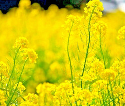KBS 2000 Mtard Seeds Spring Microgreens Non Gmo Repellent Home Garden  - $208.73 MXN