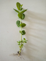 15 Apple Mint/Wooly Mint Plant (Mentha suaveolens) Cuttings-  Ready To P... - $19.75