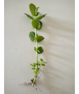 15 Apple Mint/Wooly Mint Plant (Mentha suaveolens) Cuttings-  Ready To P... - £15.53 GBP