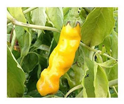 Chilli Peter Pepper yellow - £2.03 GBP