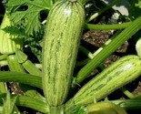 Caserta Zucchini Seeds 20 Squash Vegetables Cooking Culinary Fast Shipping - $8.99