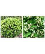 USA SELLER Green Spire Euonymus Japonica bush 4 cuttings bush, 6-8 inches  - $34.99