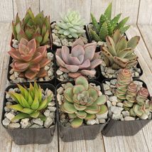Cactus 2 inch assorted succulents 9 pack Cacti Succulent Real Live Plant - £56.52 GBP
