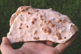 Cretaceous Douvilleiceras &amp; Gastropods Fossil Plate – Authentic Morocco ... - $708.05 MXN