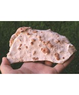 Cretaceous Douvilleiceras &amp; Gastropods Fossil Plate – Authentic Morocco ... - $709.46 MXN
