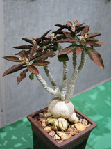 EUPHORBIA AMBOVOMBENSIS  exotic madagascar bonsai caudex cacti seed 10 seeds - £10.14 GBP