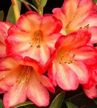 100 seeds Rhododendron Azalea Seeds Rose Red Flowers - £17.35 GBP