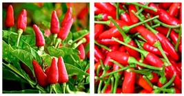 Small Red Chili Hot Pepper Seeds Thai Chili Hot Pepper 60 Seeds - £13.54 GBP