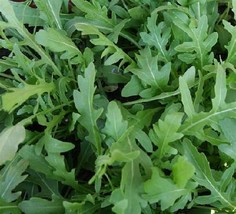 seeds arugula wild one diplotaxis 5,000 - £20.34 GBP