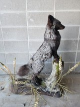 Full Size Silver Fox Mount Taxidermy - $737.55