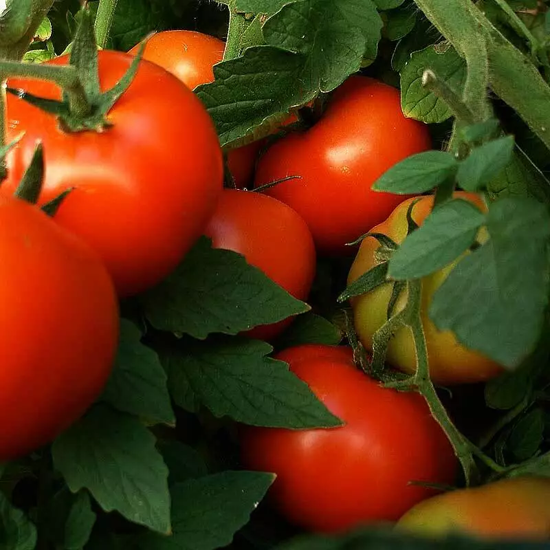 TISS 50 Abe Lincoln Tomato Seeds, Large Round Tomato, Heirloom Garden Seeds - $8.63