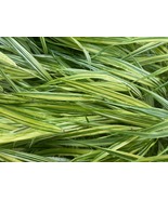 Golden Japanese Forest Grass - Hakonechloa aureola - 4&quot; Pot - Shade Lover - €38,02 EUR