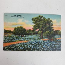 Vintage 1950s Ephemera Bluebonnets Texas State Flower Postcard New Old Stock - $13.10