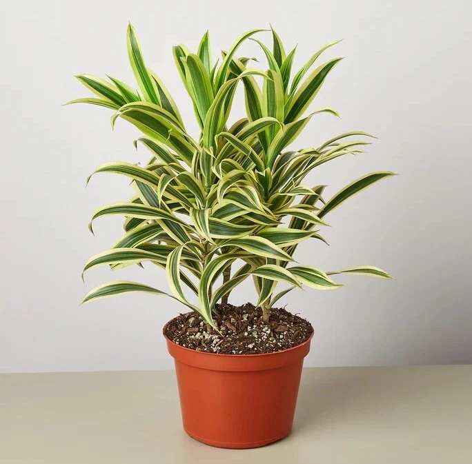 25 Seeds Dracaena Song of India Plant - $6.94