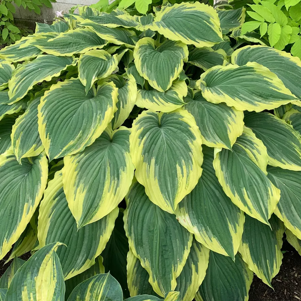 Hosta Drop Dead Gorgeous 5.25 Inch Pot Well Rooted Plant Stunning - $35.07