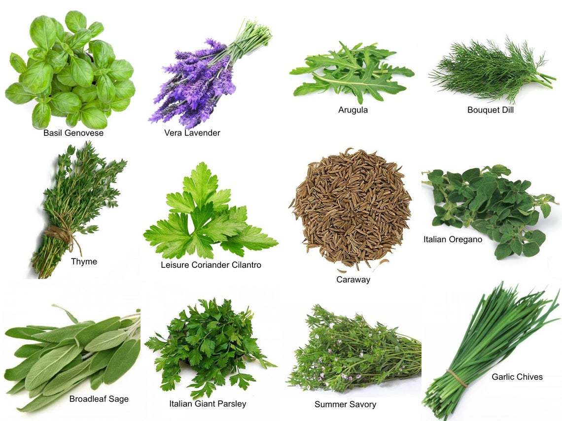 12 Varieties Herb Seeds Non GMO Garden Culinary Emergency Survival Plant