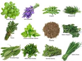 12 Varieties Herb Seeds Non GMO Garden Culinary Emergency Survival Plant - £15.88 GBP