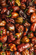 25 Chocolate Habanero Chili Peppers Seeds Easy to Grow Vegetable Garden Edible - £10.65 GBP