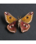 Ligurian Emperor Saturnia Pavonia Real Moth Framed Entomology Shadowbox - $68.99