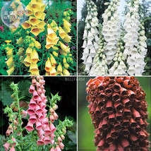 Foxglove Mixed Yellow White Pink Chocolate Mixed Perennial Flower Seeds, 200 see - £6.16 GBP