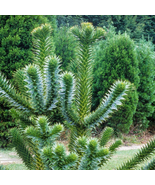 Araucaria Araucana - 50 Seeds - $10.63