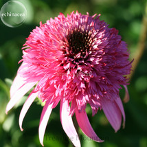 Heirloom &#39;Razzmatazz&#39; Echinacea 100 Seeds big blooms pink coneflowers  - £6.95 GBP