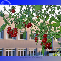 &#39;Tongzi&#39; Red Round Cherry Tomato Hybrid F2 Seeds, Professional Pack, 100... - £11.98 GBP