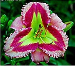 100Pcs Daylily Flowers Seeds Light Pink Rose Red Green Triple Double Flowers Gar - $20.00