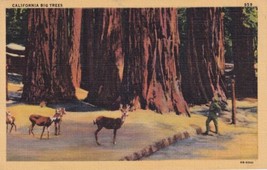 California CA Man and Deer Among The Big Trees Postcard D48 - £2.35 GBP