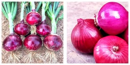 1000 Seeds Red Onion Purple Skin Variety Fresh Garden - £14.38 GBP