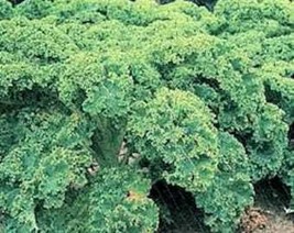 2500 Vates Blue Curled Kale Dwarf Blue Curled Scotch Kale Brassica Oleracea Vege - £7.81 GBP