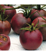 Chocolate Cherry Super Sweet 30 Tomato Seeds - $7.69