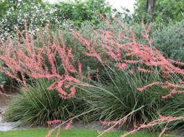 25 Of Of Red Yucca Seeds Hesperaloe Parviflora - £9.25 GBP