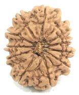 Super Collector 11 mukhi Rudraksha - 29.26 mm - Nepal - IGL Certified - €232,06 EUR