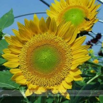 15 Sunbeam Sunflower Garden USA Shipping - $9.99