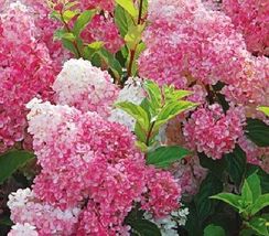 20 Pink Champagne Hydrangea Flower Seeds for Garden - $16.00