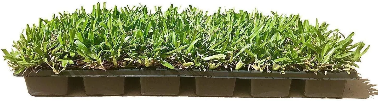 St. Augustine Seville Sod Extra Large Live Plugs Drought Salt &amp; Shade - £23.54 GBP